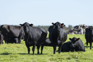 Changes to Livestock Risk Protection policy...